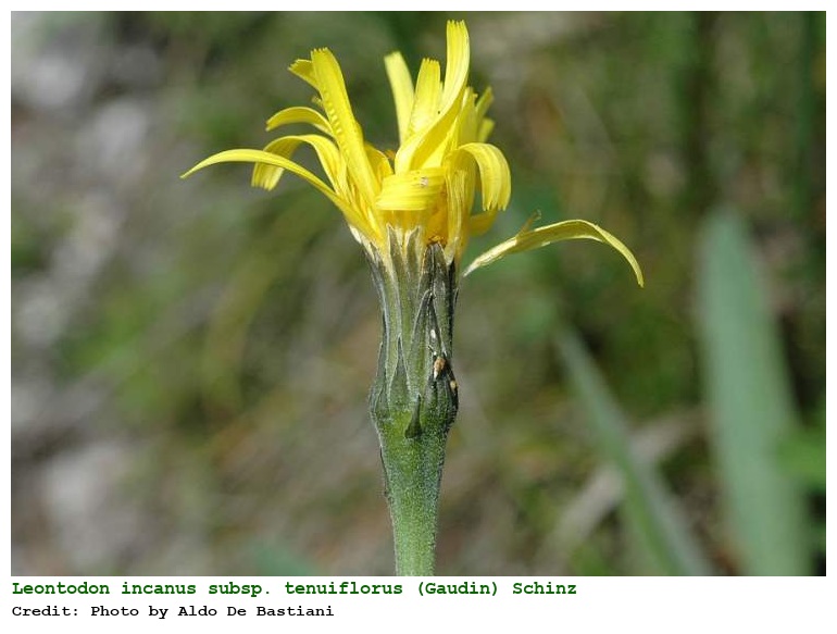 Leontodon incanus subsp. tenuiflorus (Gaudin) Schinz & R. Keller
